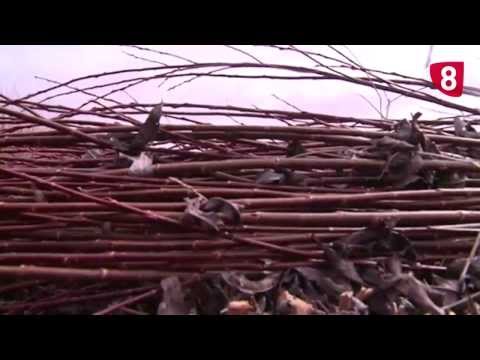 Campo Salmantino Nº 5