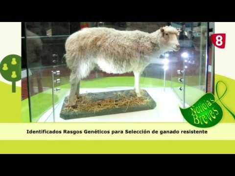 Campo Salmantino Nº 4