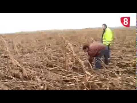 Daños del temporal en el maíz de Salamanca