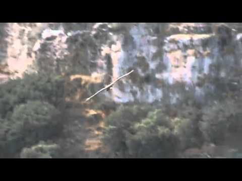 Buitres matan 11 ovejas