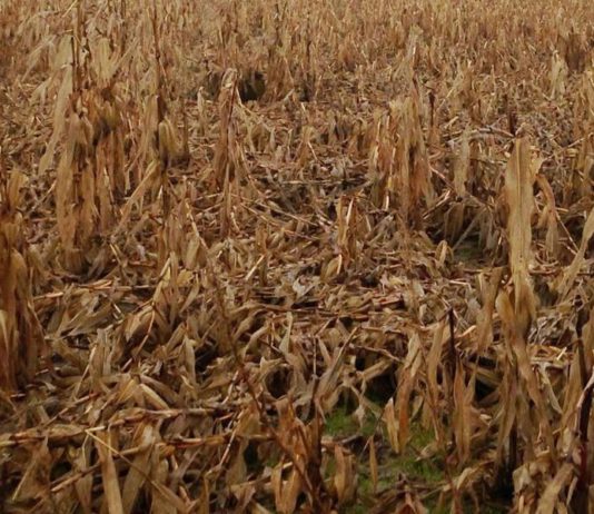 Graves daños por el viento y la lluvia en el maíz de Salamanca