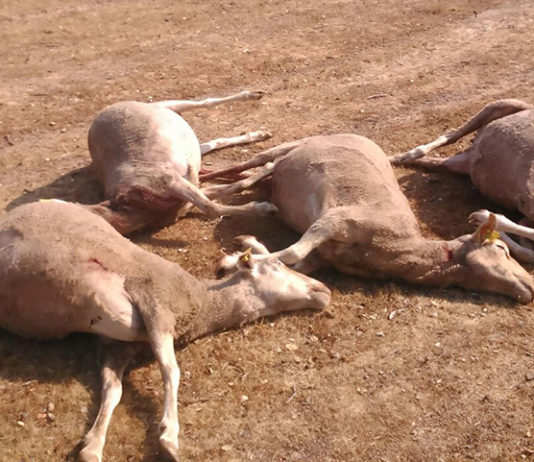 Matanza de ovejas en Villaseco de los Gamitos