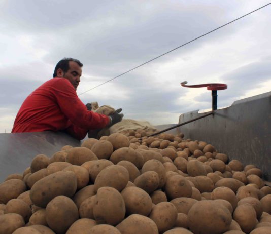 Hacia la interprofesional de la patata