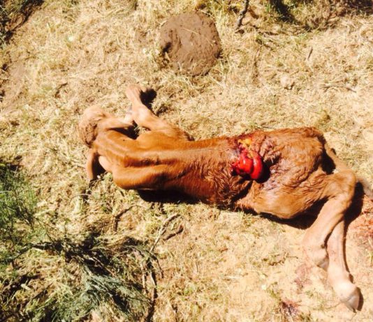 El lobo mata un ternero en Las Arribes