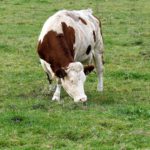 ASAJA Salamanca valora positivamente las concesiones de ayudas agroambientales