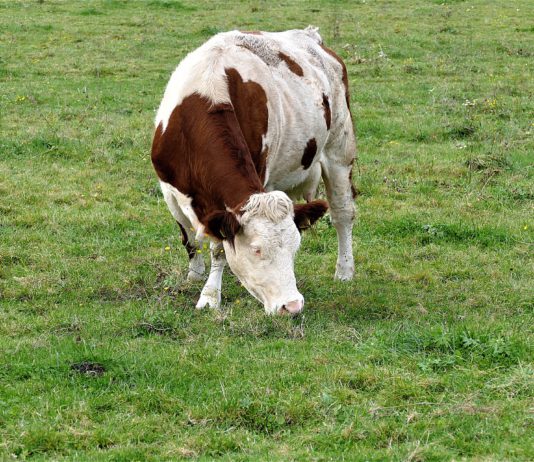 ASAJA Salamanca valora positivamente las concesiones de ayudas agroambientales
