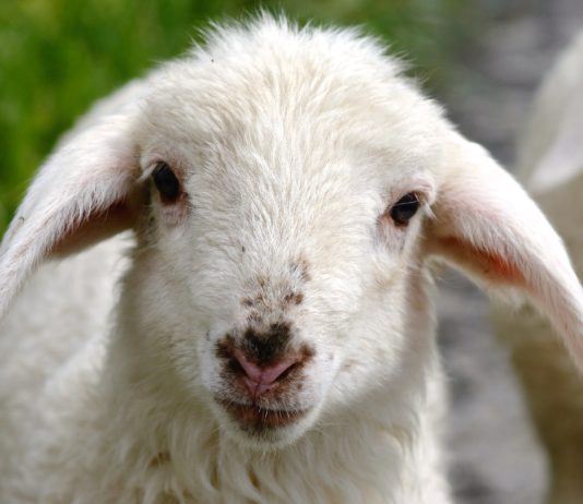 Lonja Agropecuaria de Salamanca del 29 de enero de 2018