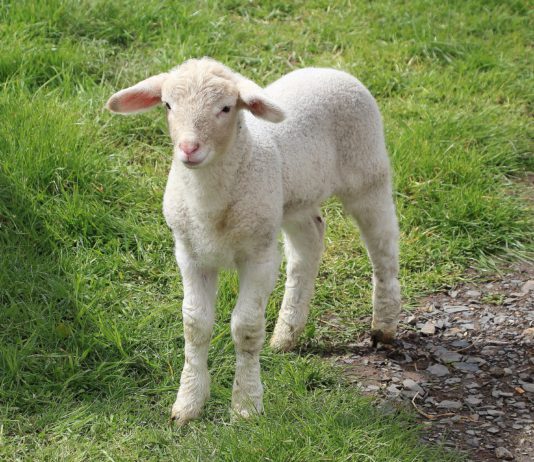 Lonja Agropecuaria de Salamanca del 15 de enero de 2018