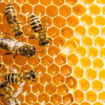 Salamanca acoge la VIII jornada apícola