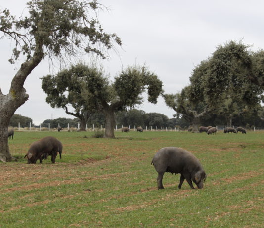 ASAJA sale en defensa de los ganaderos de porcino