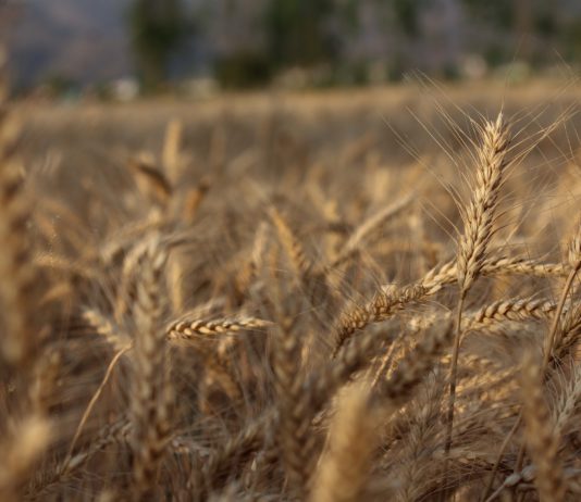 Lonja Agropecuaria de Salamanca del 5 de febrero de 2018