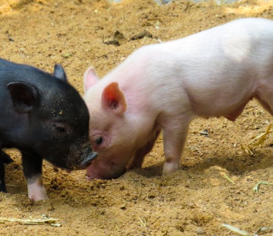Lonja Agropecuaria de Salamanca del 19 de noviembre de 2018