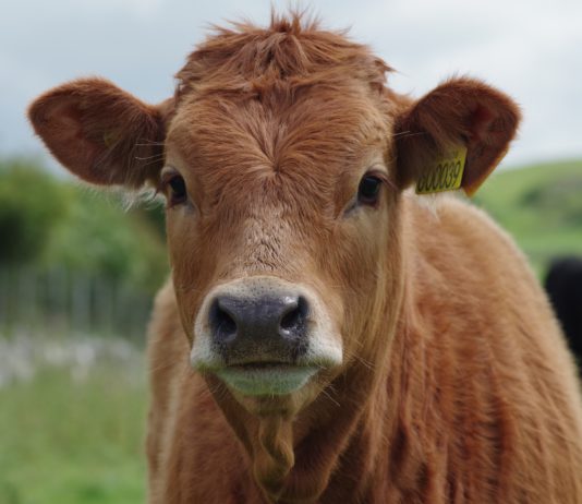 Lonja Agropecuaria de Salamanca del 26 de febrero de 2018