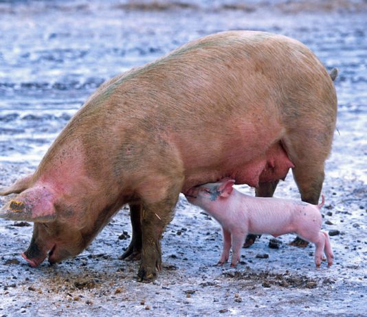 Nuevo curso de bienestar animal para explotaciones de porcino y transporte