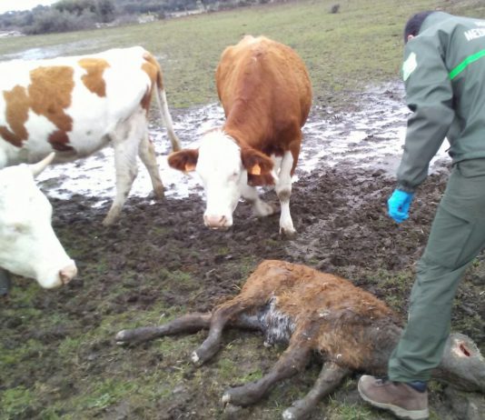Jornada sobre saneamiento ganadero y fauna salvaje en Ciudad Rodrigo