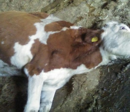 ASAJA Salamanca insiste en que se contemplen como daños de lobo las muertes posteriores a ataques y lucro cesante Vaca a punto de parir, muerta a causa del estrés que causó el lobo en la explotación en un ataque anterior.