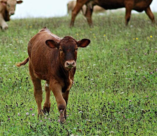 A debate el saneamiento bovino y la incidencia de enfermedades en la provincia salmantina