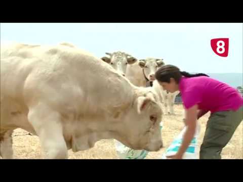 Campo Salmantino 195