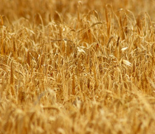 Lonja Agropecuaria de Salamanca del 12 de marzo de 2018