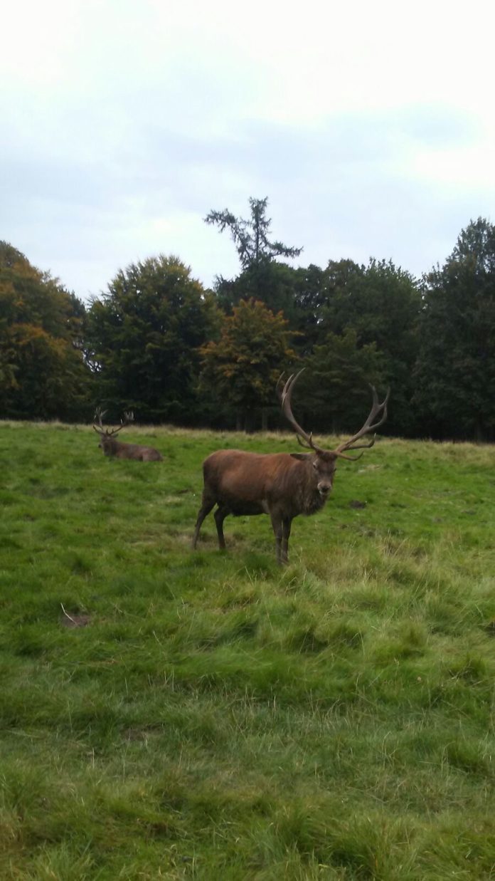 Ciervos. Foto: ASAJA Salamanca Ciervos. Foto: ASAJA Salamanca