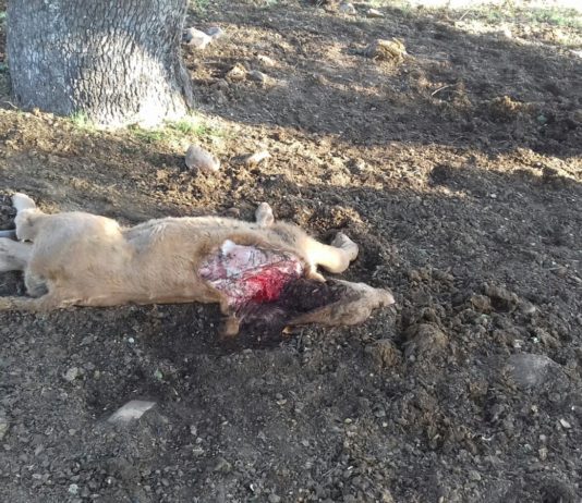 Los ganaderos se ven desamparados por la Administración ante los ataques de lobo Ternero sin vida en Éjeme. Foto: ASAJA Salamanca