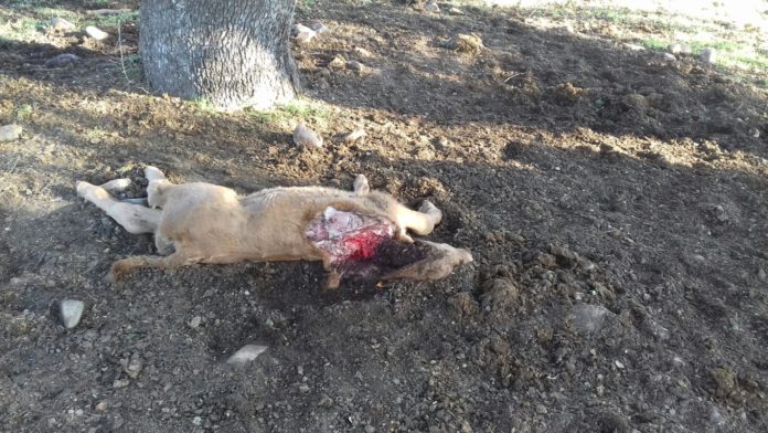 Ternero sin vida en Éjeme. Foto: ASAJA Salamanca