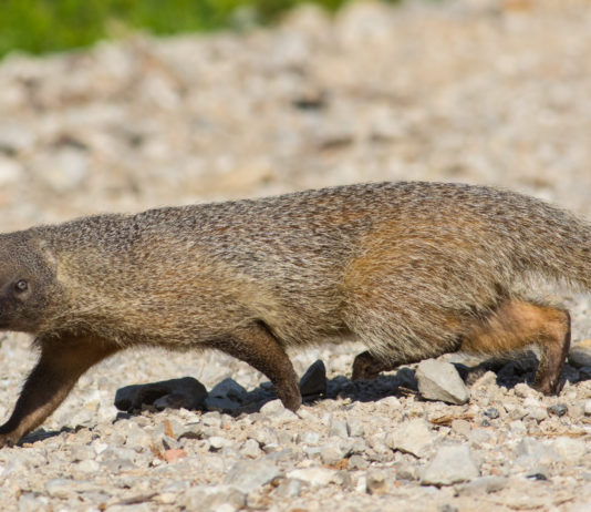 ASAJA Salamanca solicita un mayor control sobre la fauna silvestre Ejemplo de meloncillo que ataca en grupo a la ganadería.