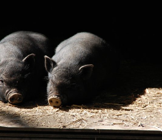 Lonja Agropecuaria de Salamanca del 16 de abril de 2018