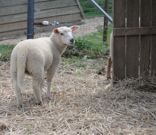 Lonja Agropecuaria de Salamanca del 26 de marzo de 2018