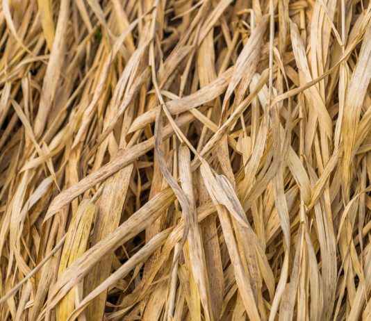 Lonja Agropecuaria de Salamanca del 24 de abril de 2018