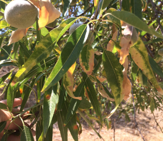 Aumenta la preocupación en la provincia de Salamanca por la detección de un olivo afectado de Xylella fastidiosa en Madrid Almendro afectado por Xylella en la península. Foto: Generalitat Valenciana.