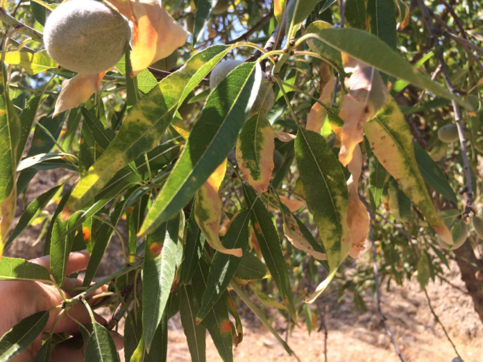 Almendro afectado por Xylella en la península. Foto: Generalitat Valenciana. Almendro afectado por Xylella en la península. Foto: Generalitat Valenciana.