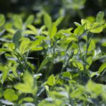 Nuevo curso de manipulador de plaguicidas