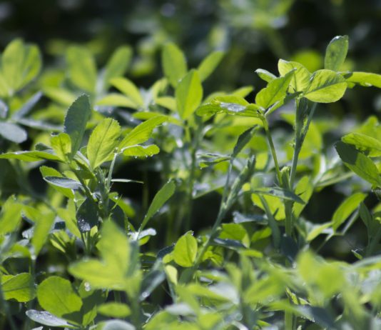 Nuevo curso de manipulador de plaguicidas