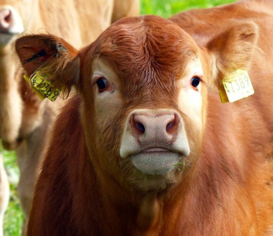 Lonja Agropecuaria de Salamanca del 14 de enero de 2019