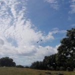 Bandada de buitres, sobrevolando la zona.