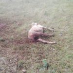 Oveja muerta en Cespedosa por el ataque de los buitres.