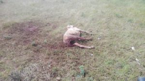 Oveja muerta en Cespedosa por el ataque de los buitres.