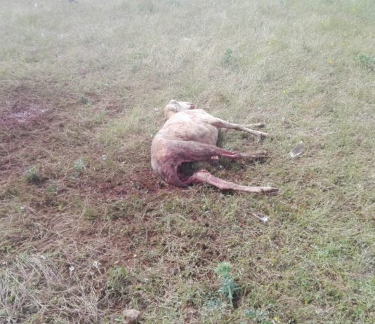 ASAJA Salamanca alerta del repunte de ataques de buitres Oveja muerta en Cespedosa por el ataque de los buitres.