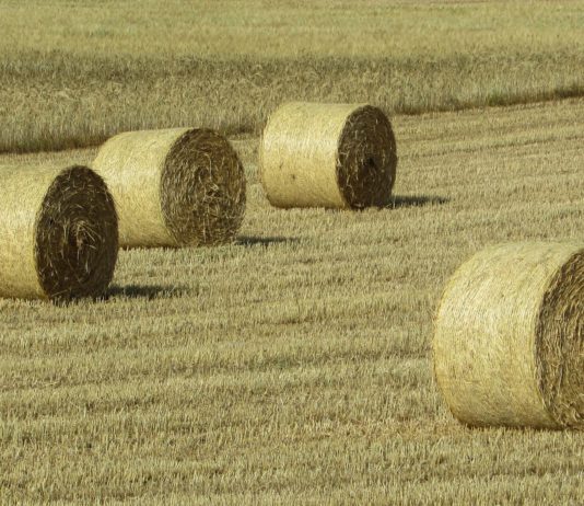 Lonja Agropecuaria de Salamanca del 25 de junio de 2018