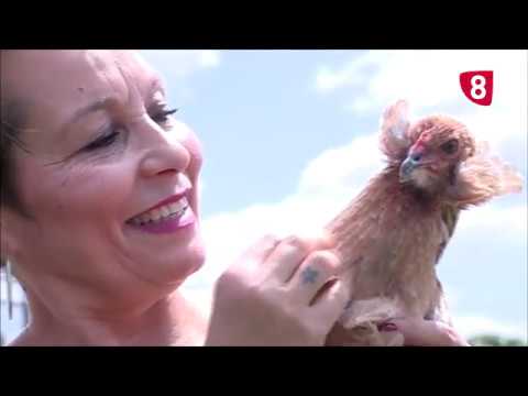 Campo Salmantino 208