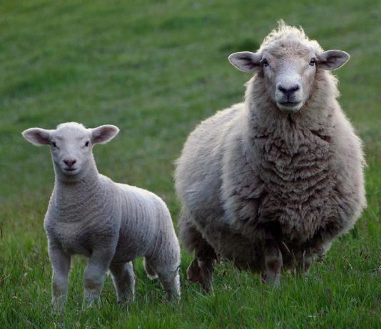 Lonja Agropecuaria de Salamanca del 13 de agosto de 2018