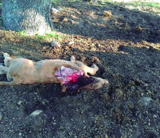 ASAJA Salamanca agradece a la Junta que por fin los 46 afectados salmantinos por ataques de lobo obtengan respuesta Ternero sin vida a causa del lobo. FOTO: ASAJA Salamanca.