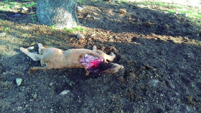 Ternero sin vida a causa del lobo. FOTO: ASAJA Salamanca.