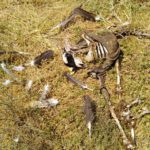 Huesos de la oveja atacada por buitres. Foto: ASAJA Salamanca