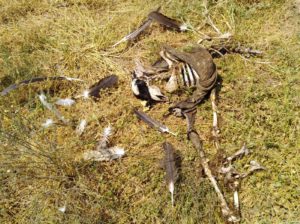 Huesos de la oveja atacada por buitres. Foto: ASAJA Salamanca
