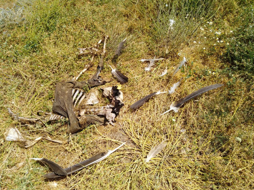 ASAJA Salamanca alerta de un nuevo ataque de buitres a animales vivos