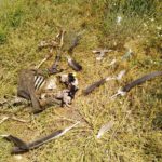 de la oveja atacada por buitres. Foto: ASAJA Salamanca