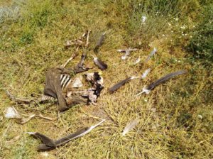 ASAJA Salamanca alerta de un nuevo ataque de buitres a animales vivos