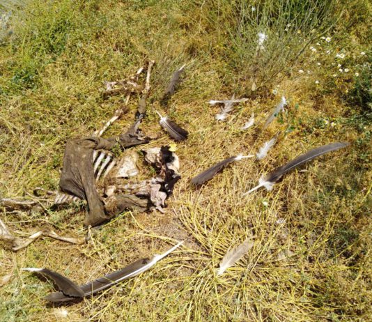 ASAJA Salamanca alerta de un nuevo ataque de buitres a animales vivos ASAJA Salamanca alerta de un nuevo ataque de buitres a animales vivos